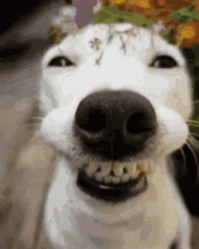 cara de mi perro después de destrozar mi pendrive
